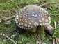 Szürke galóca (Amanita excelsa), Mátra. Barnás alapszínű, szürkén pettyes kalap, széle nem bordázott